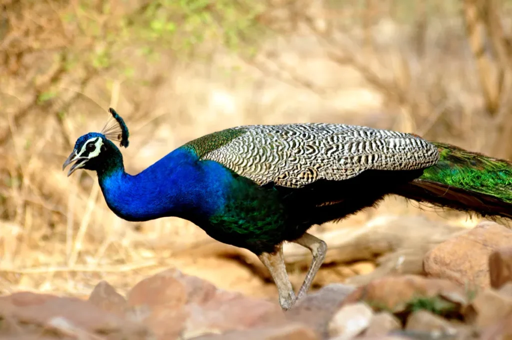 Peacock at Sariska National Park