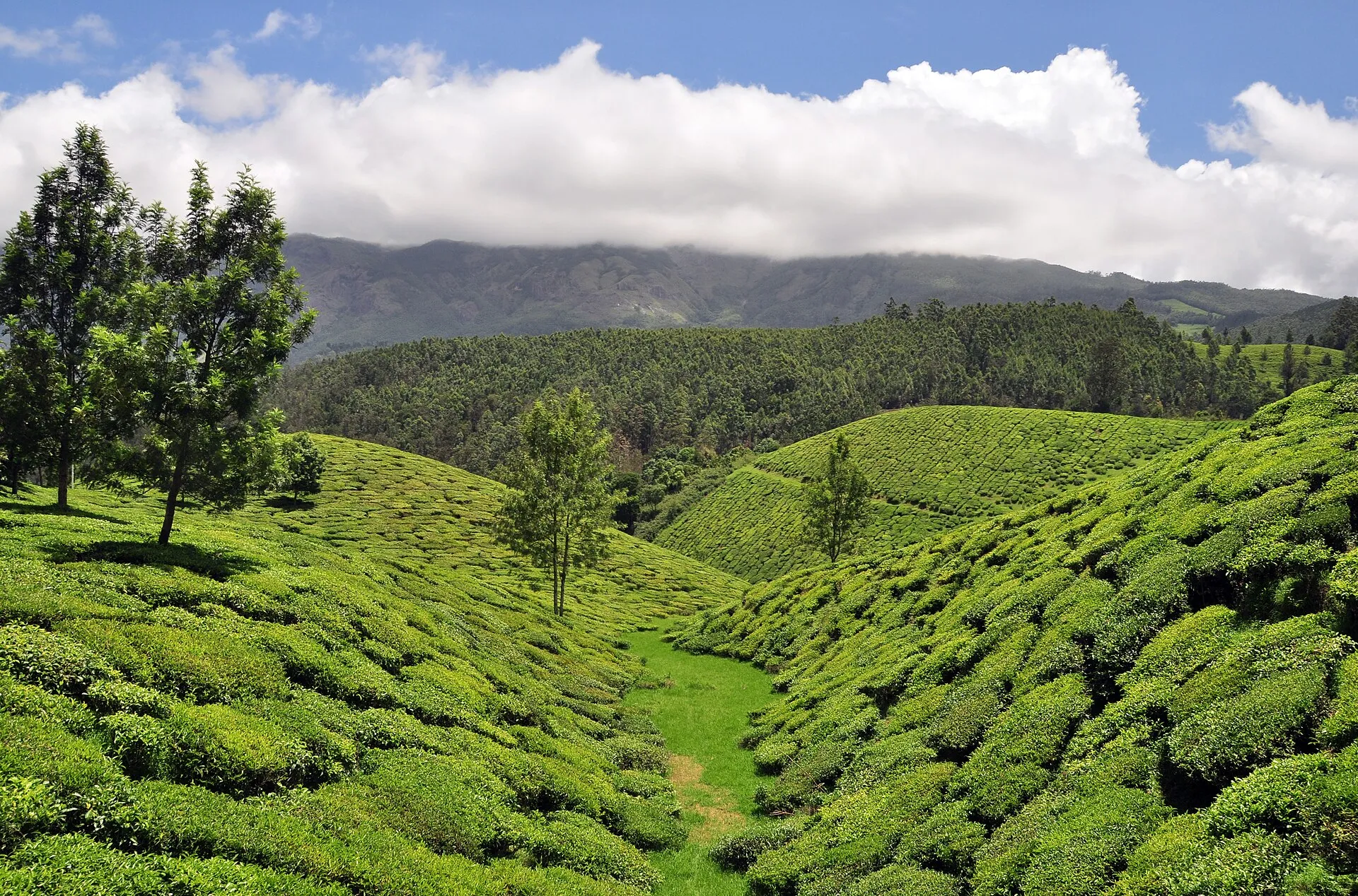Munnar Tea Plantation