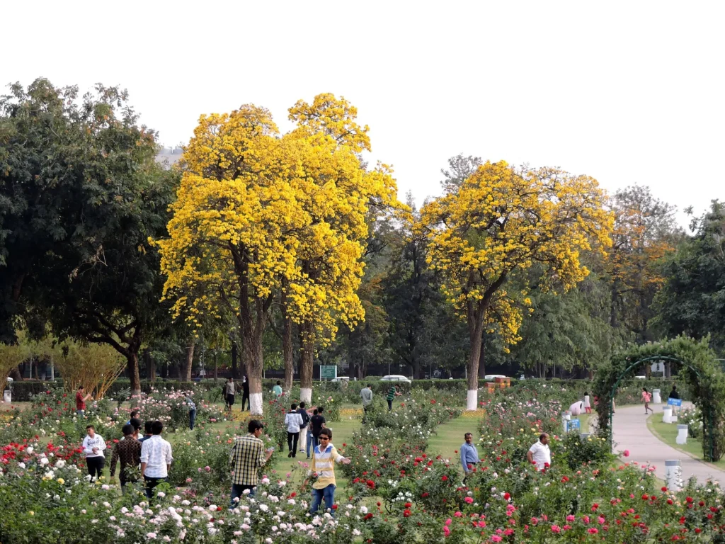 Rose Garden ,Chandigarh,India